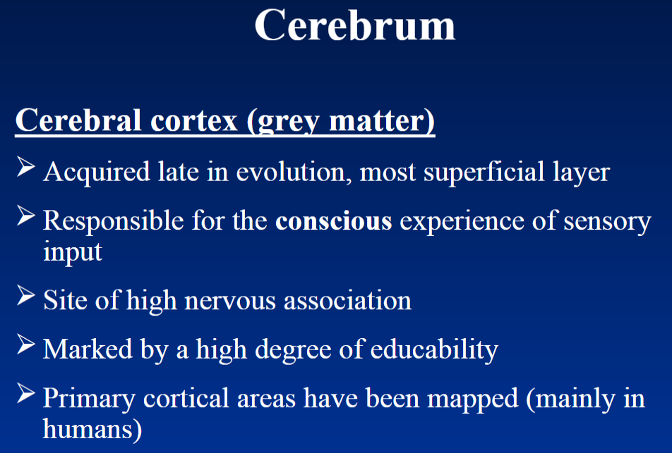 <p><strong>Cerebral Cortex – Grey Matter</strong><br>  • <strong>Most superficial layer</strong> of the cerebrum<br>  • Acquired <strong>late in evolution</strong><br>  • Responsible for the <strong>conscious experience of sensory input</strong><br>  • Site of <strong>high nervous association</strong> → integrates and connects information<br>  • Marked by a high degree of <strong>educability</strong> → ability to learn<br>  • <strong>Primary cortical areas</strong> have been mapped, mainly in <strong>humans</strong></p>