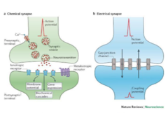 <p>The following are associated with a(n) [electrical/chemical] synapse:</p><p>1. AP in presynaptic cell causes voltage-gated Ca2+ channels to open</p><p>2. Ca2+ influx causes release of neurotransmitter from presynaptic terminal</p><p>3. Neurotransmitter binds ligand-gated Na+ channel on postsynaptic cell, leading to depolarization (can be excitatory or inhibitory)</p>