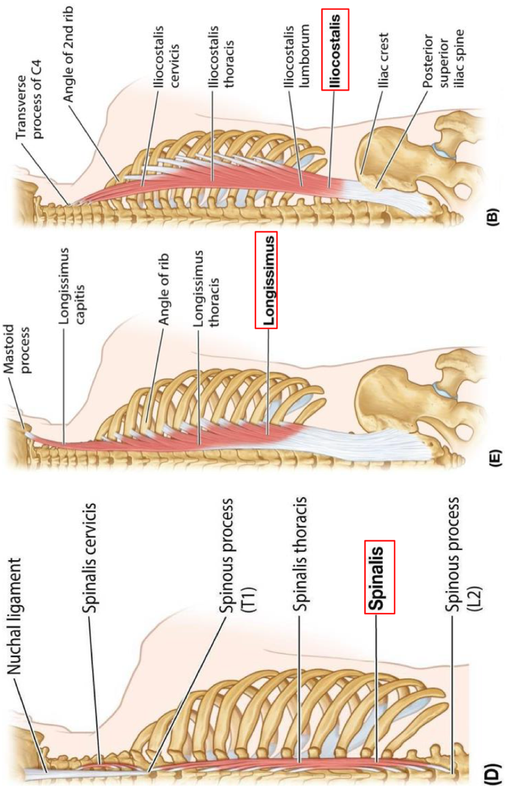 <p>Iliocostalis, Longissimus, Spinalis</p><p>Origin: posterior part of iliac crest, posterior surface of sacrum, sacro-iliac ligaments, sacral and inferior lumbar spinous processes and supraspinous ligaments</p><p>Insertion: lower ribs and cervical transverse processes (iliocostalis; luborum, thoraces, and cervicis), ribs and transverse processes in thoracic and cervical regions and mastoid process of temporal bone (longissimus; thoracis, cervicis, and capitis), spinous processes in upper thoracic region to cranium (spinalis; thoracis, cervicis, and capitis)</p><p>Innervation: posterior rami of spinal nerves</p><p>Action: laterally flex, rotate to same side (unilateral), extend (bilateral)</p>