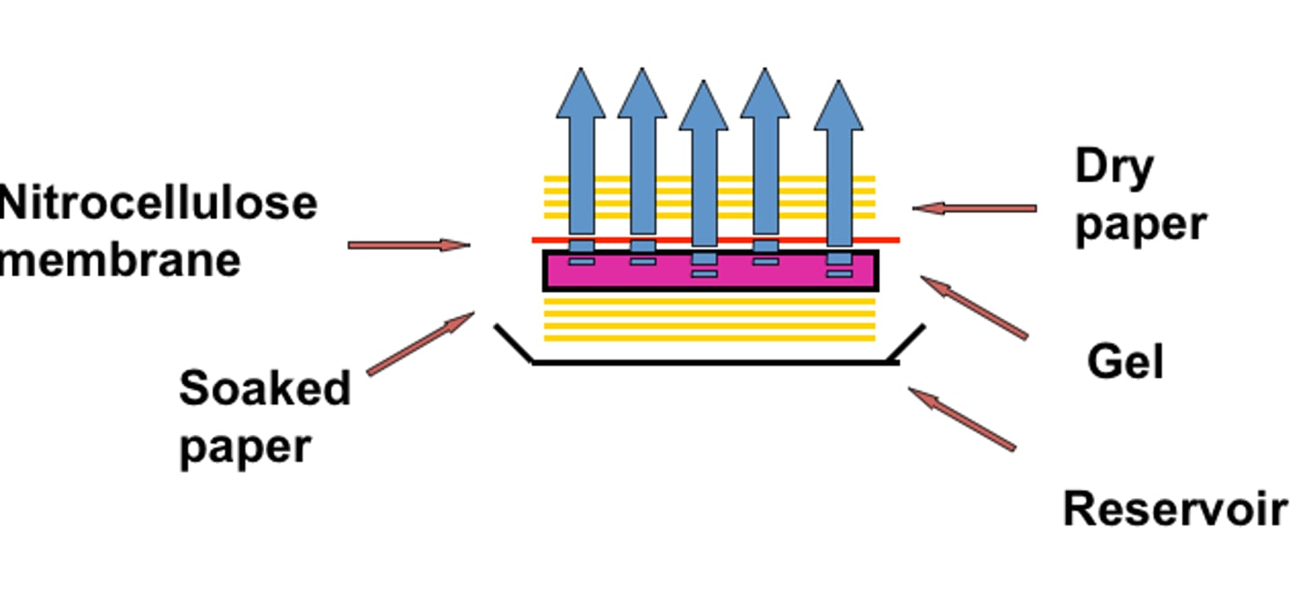 <p>a method for transferring nucleic acid fragments from a gel to a membrane. uses a buffer pool with paper soaked in buffer, gel on top of paper and membrane on top of gel then a stack of dry paper. The transfer will occur through capillary action from wet to dry. This process is cheap and does not take a lot of equipment but takes time and isn't as accurate due to problems like bubbles or salt crystals</p>