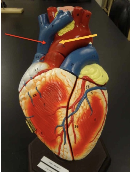 <p>Name the structure</p>