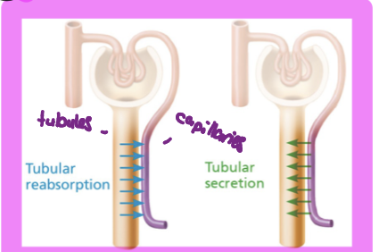 <p>reclamation of contents from filtrate into particular capillaries, mostly organic nurtrients, h20 and ion reabsorption hormonally regulated</p>