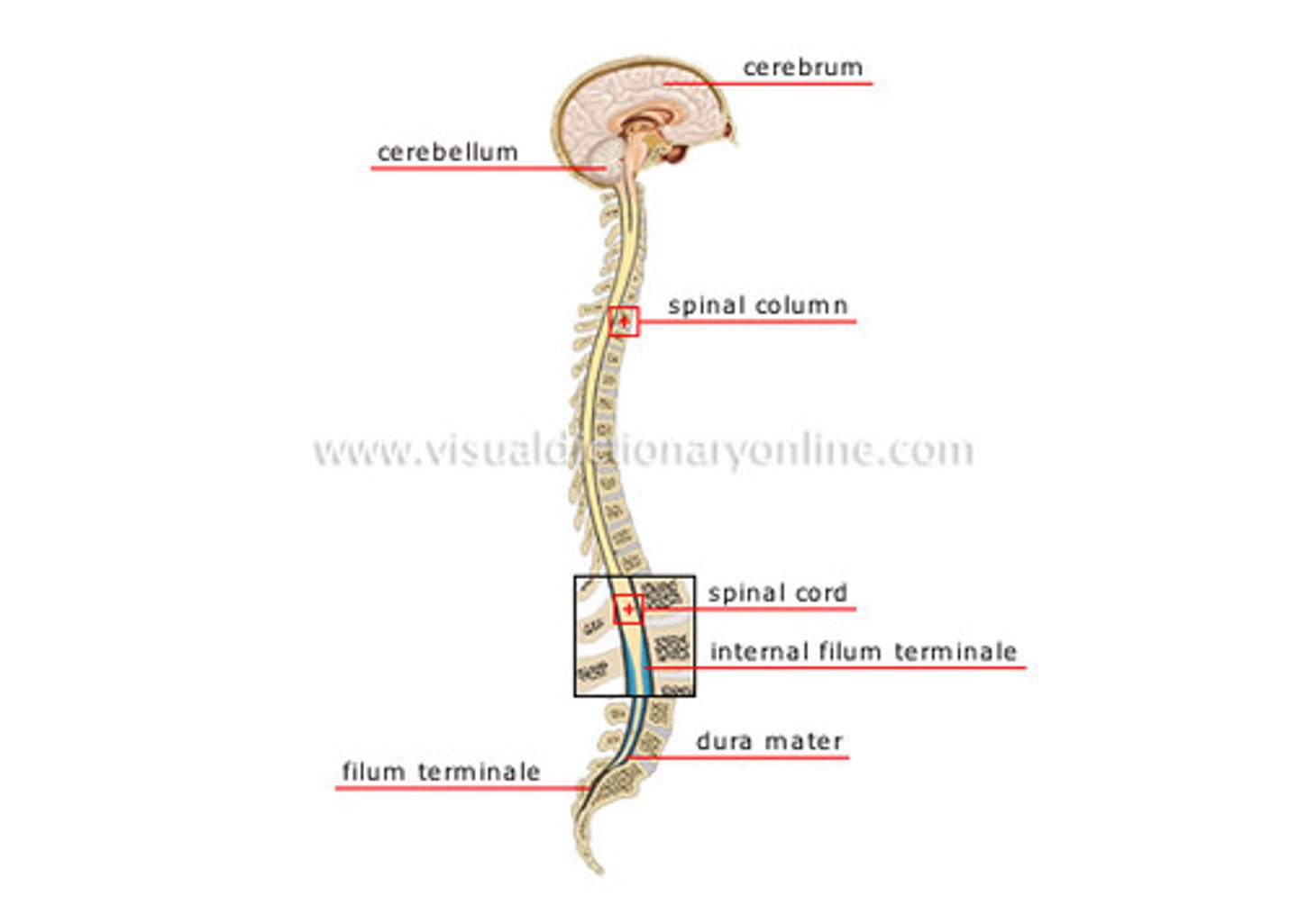 <p>The brain and spinal cord</p>
