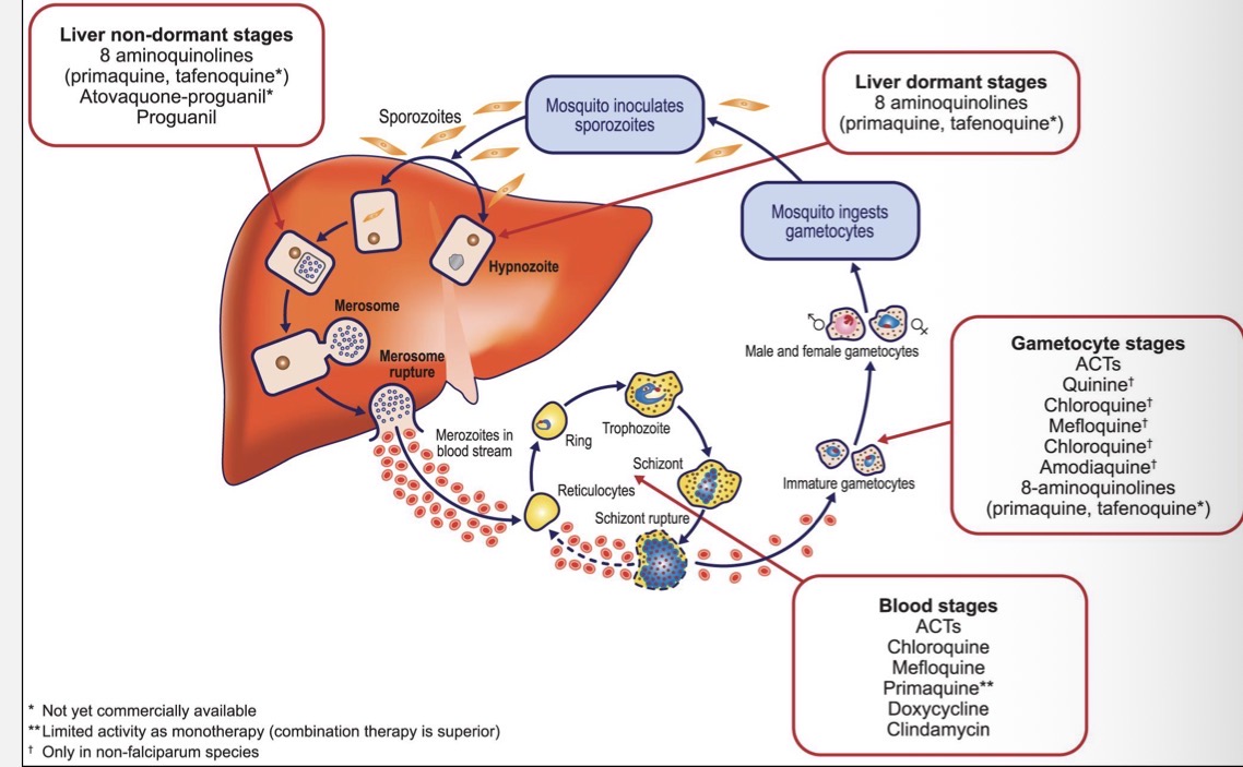<ul><li><p>Non-dormant liver stages - 8aminoquinolines e.g., primaquine, atovaquone-proguanil </p></li><li><p>Blood stages - ACTs, chloroquine, mefloquine, doxycycline, clindamycin</p></li><li><p>Gametocyte stages - ACTs, quinine, chloroquine, mefloquine</p></li><li><p>Liver dormant stages - 8aminoquinolines e.g., primaquine </p></li></ul><p></p>