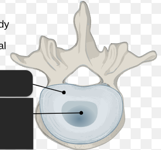<p>label the 2 structures. These compose the ___. </p>