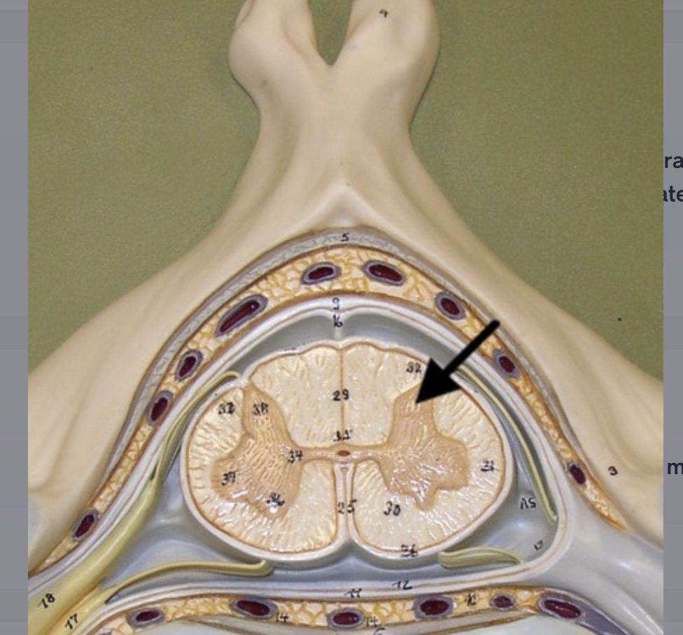 <p>location of somatic and visceral sensory nuclei within all spinal cord segments</p>