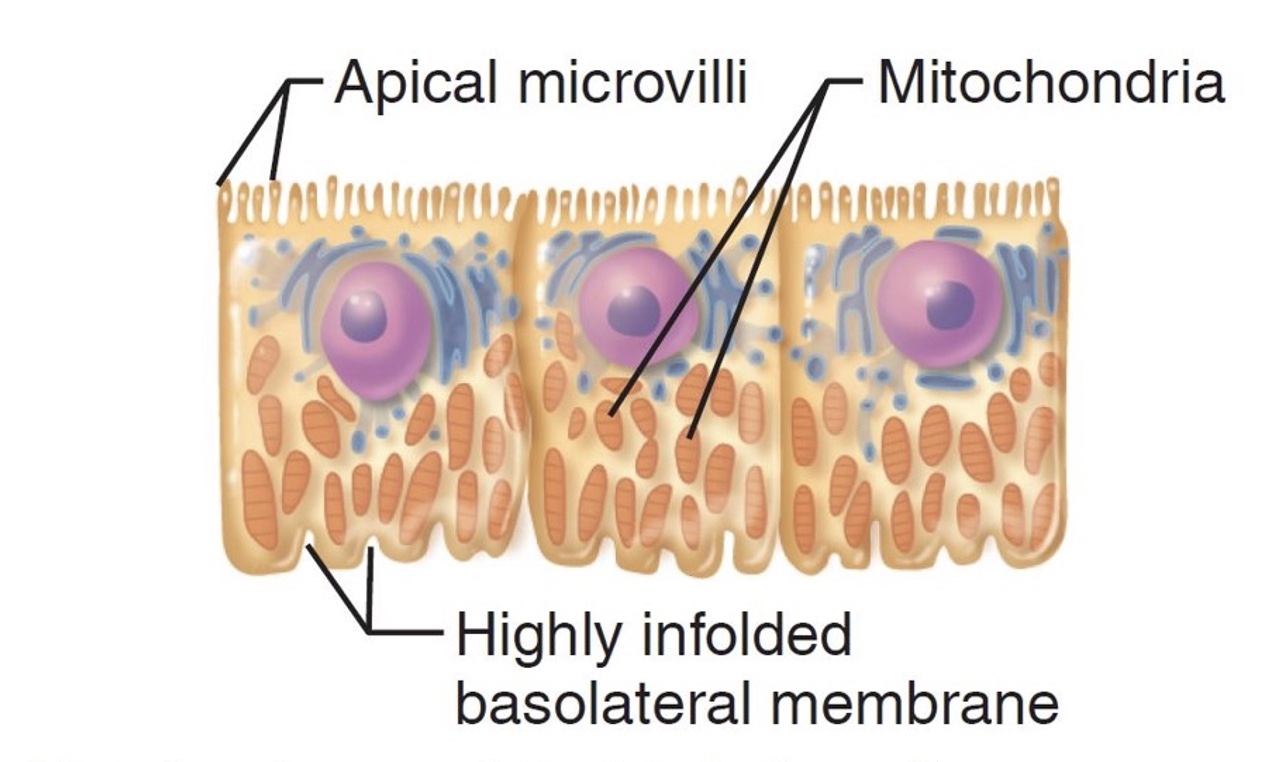 <p>Where are these cells located?</p>