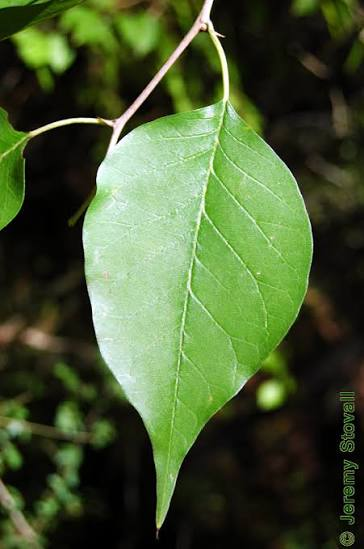 <ul><li><p>leaf tip that gradually tapers into a long, drawn out and sharp point</p></li></ul><p></p>