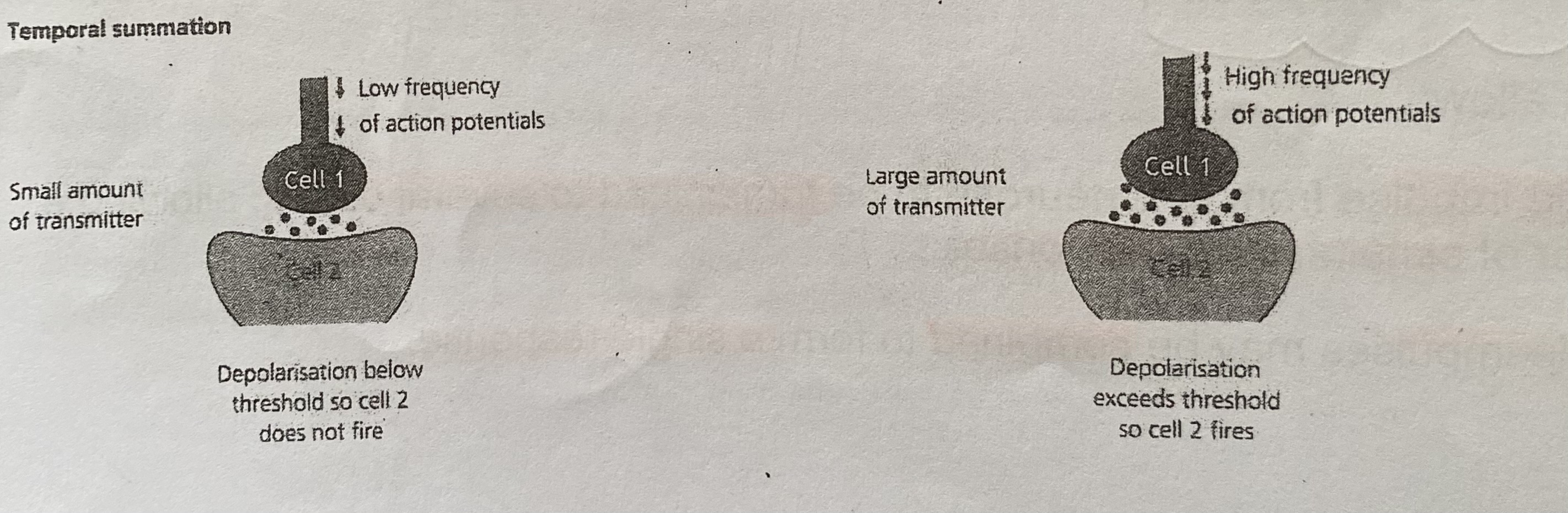 <p>In which a single presynaptic neurone releases small amounts of neurotransmitter many times in a short period (several impulses arrive in quick succession), which may add up to cause enough depolarisation to exceed threshold and trigger a new action potential in the post synaptic neurone</p>