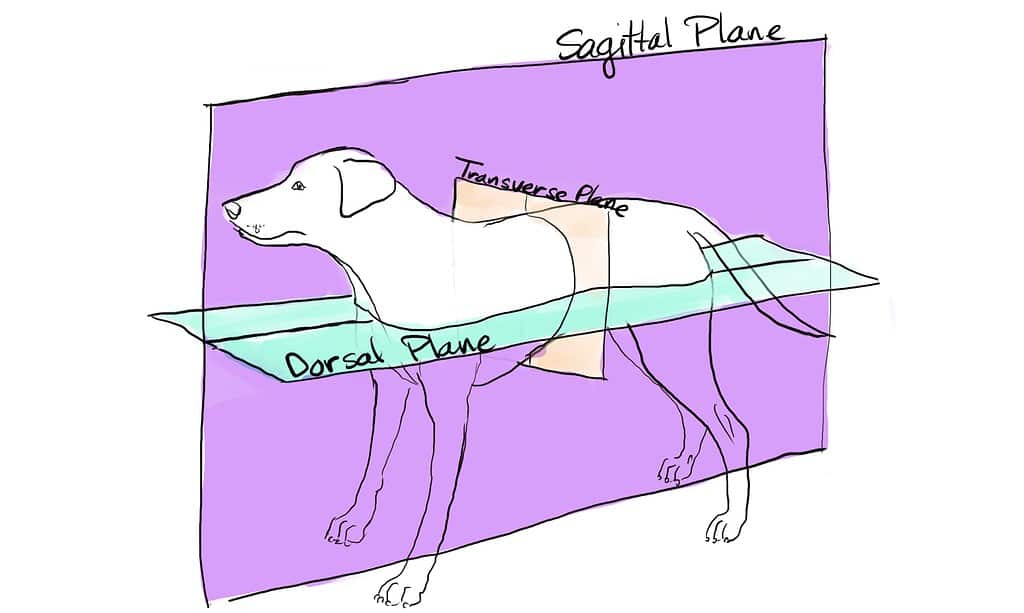 <p>horizontal plane that separates the ventral from the dorsal</p><ul><li><p>also known as coronal plane</p></li><li><p>also known as dorsal plane</p></li></ul><p></p>