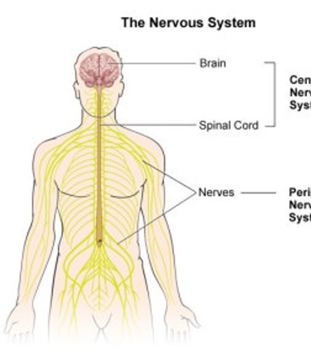 <p>Nerves and ganglia outside the CNS</p>