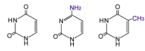 <ul><li><p>Uracil</p></li><li><p>Cytosine</p></li><li><p>Thymine</p></li></ul><p></p>