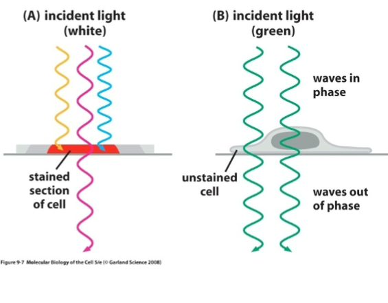 <ul><li><p>Telling structures apart. Difference in intensity between the image and the background.</p></li><li><p>Produced in the specimen by staining with colored dyes that absorb light by using special optical techniques, or by using fluorescent probes.</p></li><li><p>Difference in appearance (brightness/color) between the object and its background or between different structures</p></li><li><p>Cells are often naturally transparent, so microscopy techniques/stains are used to increase contrast</p></li><li><p>Doesn’t necessarily increase resolution</p></li></ul><p></p>
