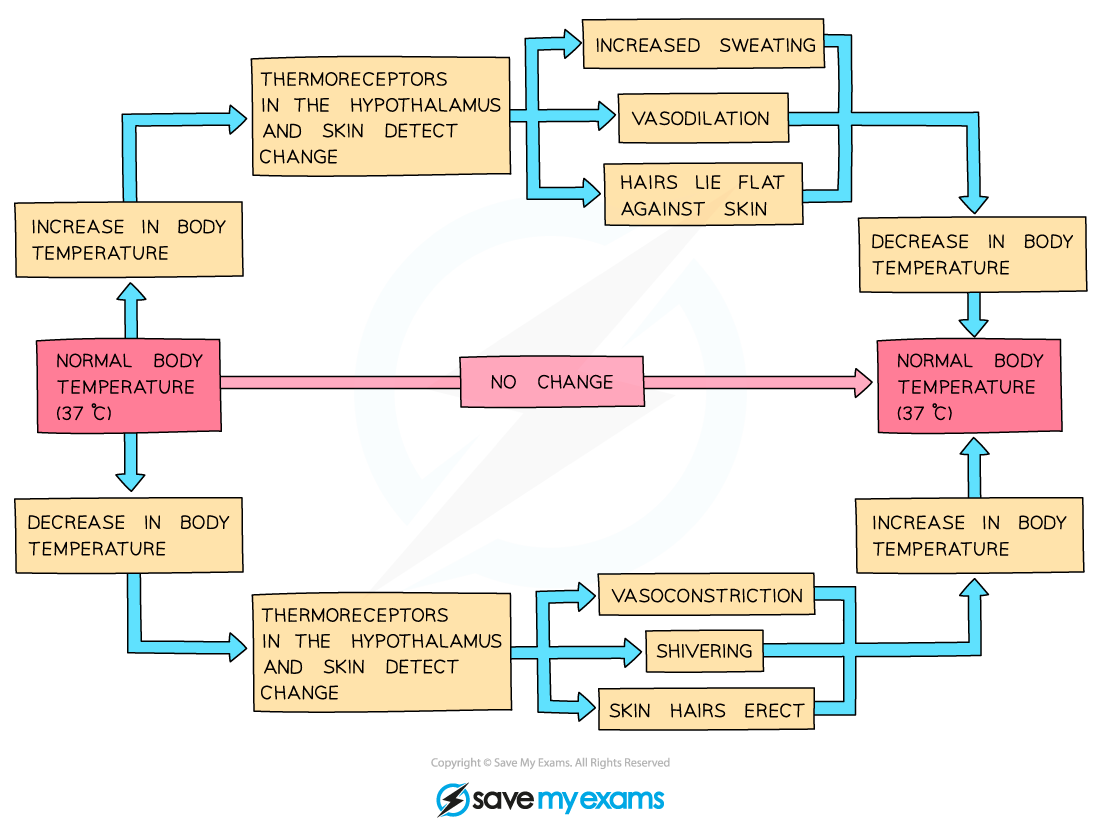 <p><strong>STIMULUS / IMBALANCE</strong><br>Body temperature rises above or falls below ~37°C.<br>↓<br><strong>SENSOR / RECEPTOR</strong><br>Thermoreceptors in the skin and brain detect the change.<br>↓<br><strong>CONTROL CENTRE</strong><br>The hypothalamus processes data and activates a response.<br>↓<br><strong>(IF TOO HOT)</strong> </p><ul><li><p><span>Vasodilation (blood vessels widen)</span></p></li><li><p><span>Sweating (evaporative cooling)</span></p></li><li><p><span>Flattened body hairs<br>↓<br><strong>(IF TOO COLD)</strong></span></p></li><li><p><span>Vasoconstriction (blood vessels narrow)</span></p></li><li><p><span>Shivering (muscles generate heat)</span></p></li><li><p><span>Goosebumps (traps air)<br>↓<br><strong>HOMEOSTASIS</strong><br>Body temperature returns to normal.<br>Negative feedback turns off the responses.</span></p></li></ul><p></p>