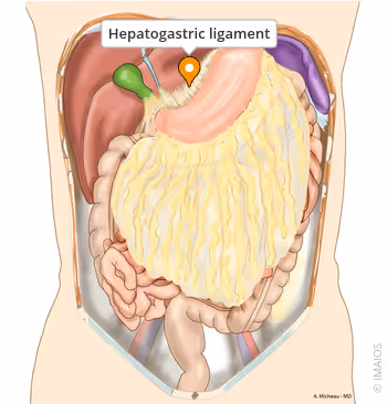 <p>liver - lesser curvature of the stomach</p>