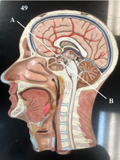 <p>Name Structures A and B</p>