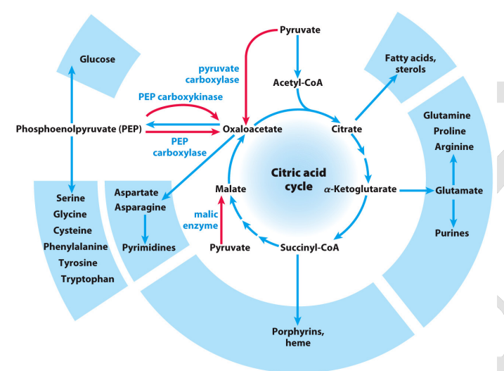 <p>Ja trūkst starpproduktu Krebsa ciklam, tos var papildināt no biosintētiskiem metaboliskajiem ceļiem un otrādi.</p>