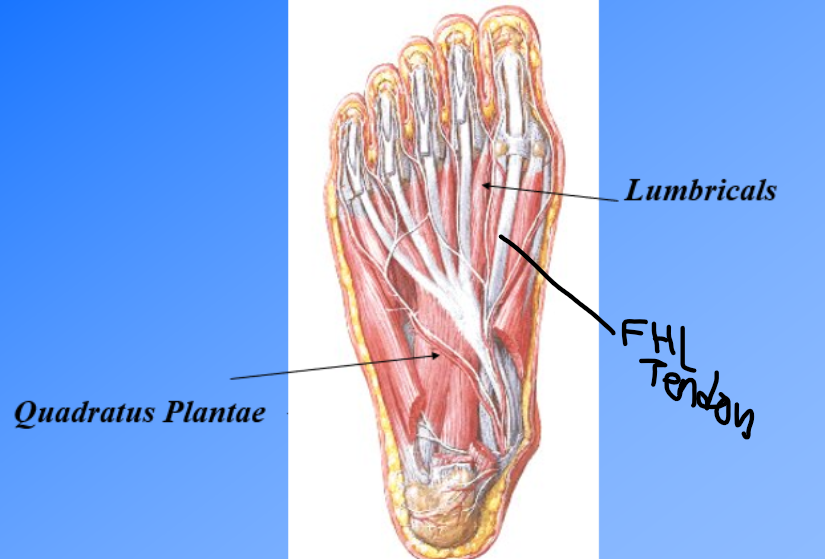 <ul><li><p>Quadratus Plantae: MP &amp; IP flexion of 2-5</p></li><li><p>Lumbricals: MP flexion, IP extension</p></li><li><p><span>Tendons of FDL / Tendon of FHL (tubes on the medial side of foot- FDL on top) </span></p></li></ul><p></p>
