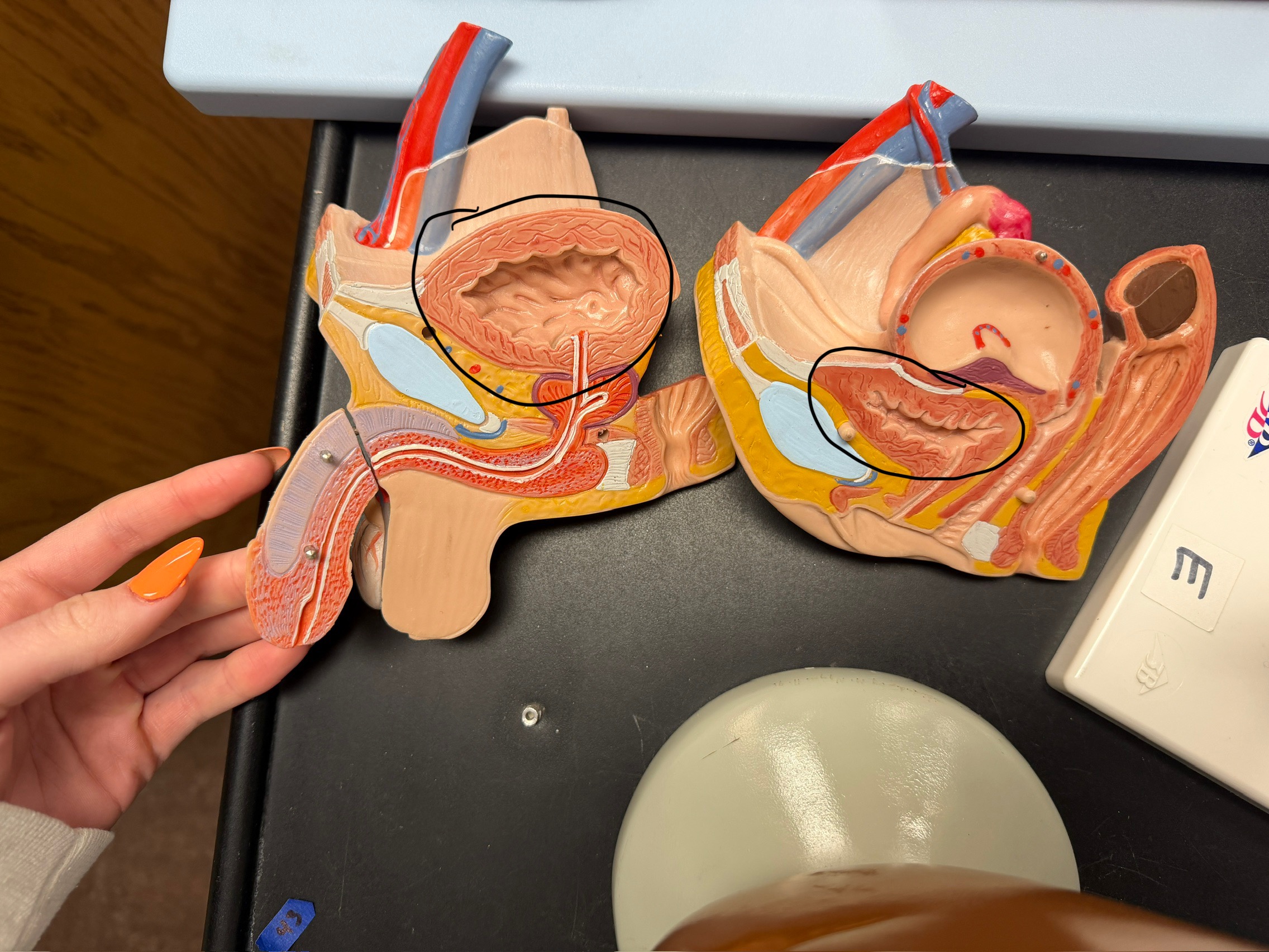 <p>name this organ</p>