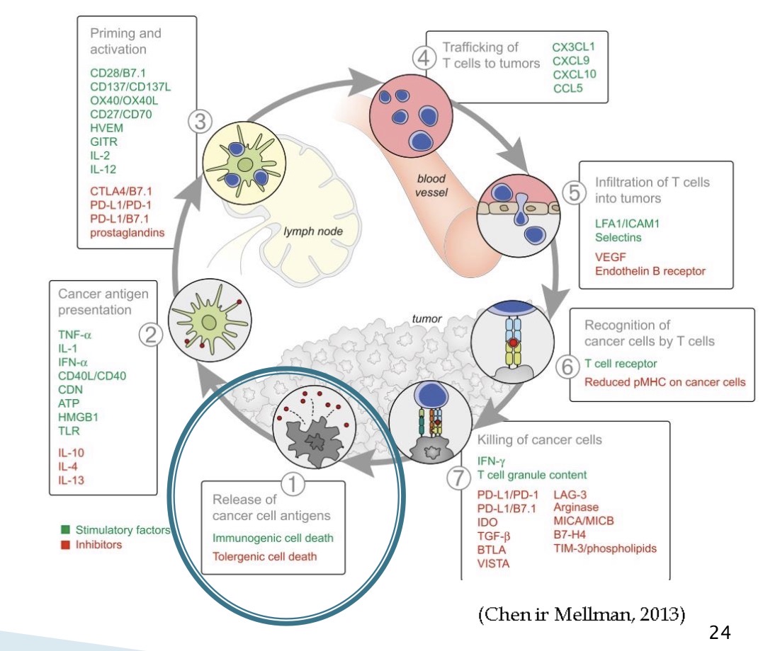 <p><span>Pirmajame priešvėžinio imuniteto atsako cikle naviko ląstelės žūva imunogeniniu būdu, išskirdamos naviko antigenus ir pro‑uždegiminius signalus, kurie aktyvina dendritines ląsteles ir paruošia imuninę sistemą efektyviam priešnavikiniam T limfocitų atsakui (o ne tolerancijai)</span></p>