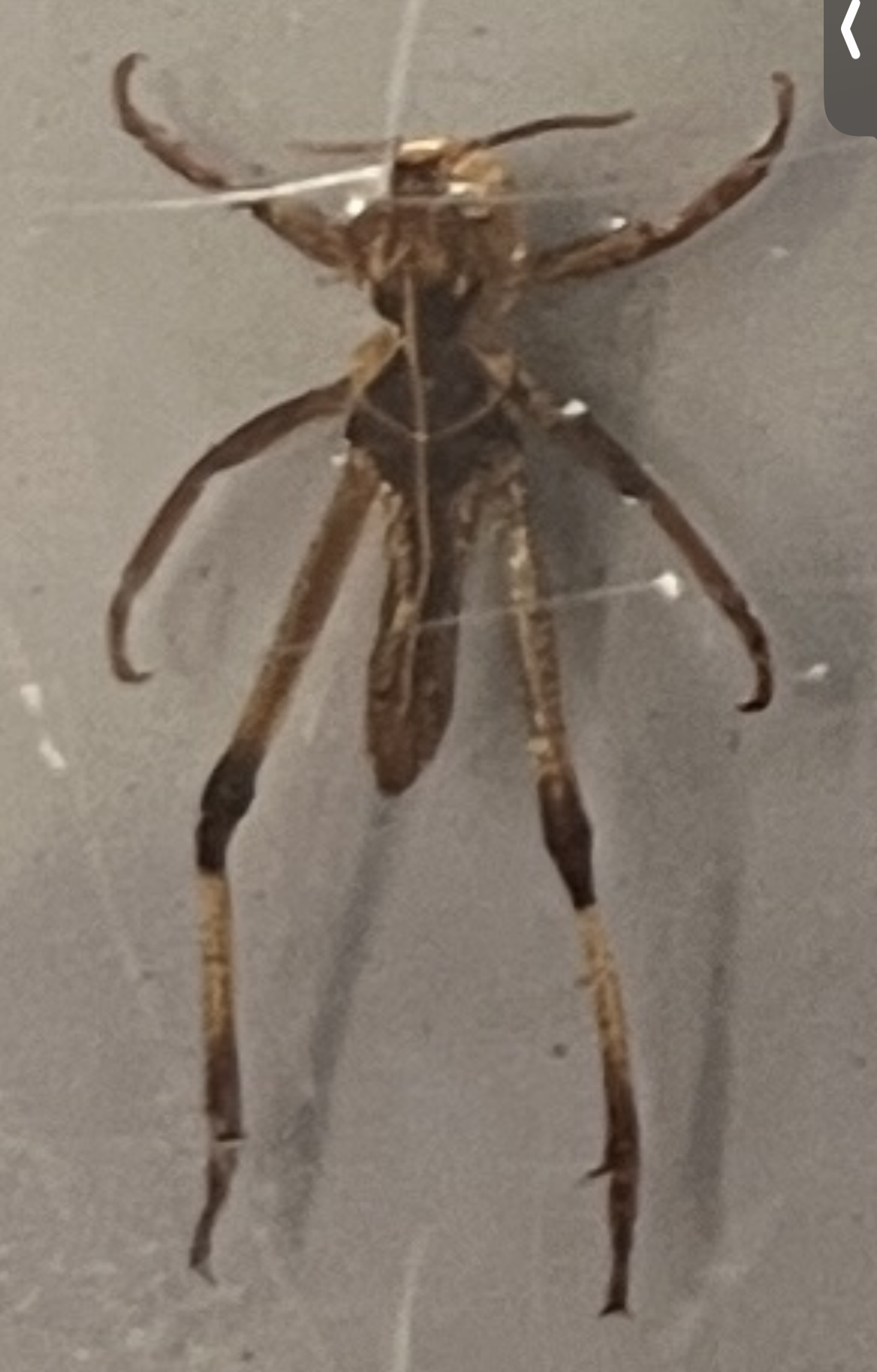 <p>What stage is this grasshopper at?</p>