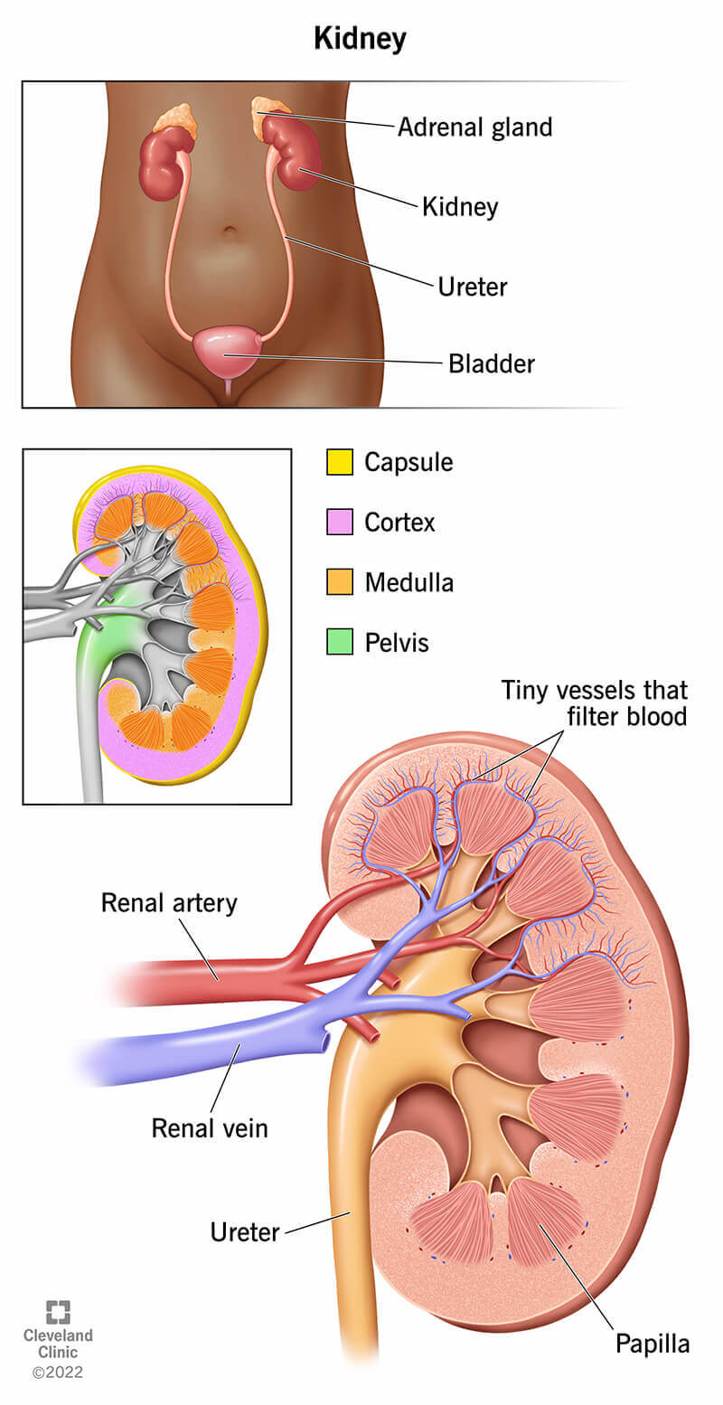 <p><strong>Kidneys</strong></p>