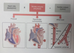 <p>As a patient loses blood volume:</p><p>•The body attempts to preserve cardiac output</p><p>•HR increases... Tachycardia may be the first sign of shock</p><p>•The body attempts to maintain venous return</p><p>Shock is not simply a change in one vital sign but recognizing inadequate tissue perfusion! Relying solely on BP can delay recognition.</p>