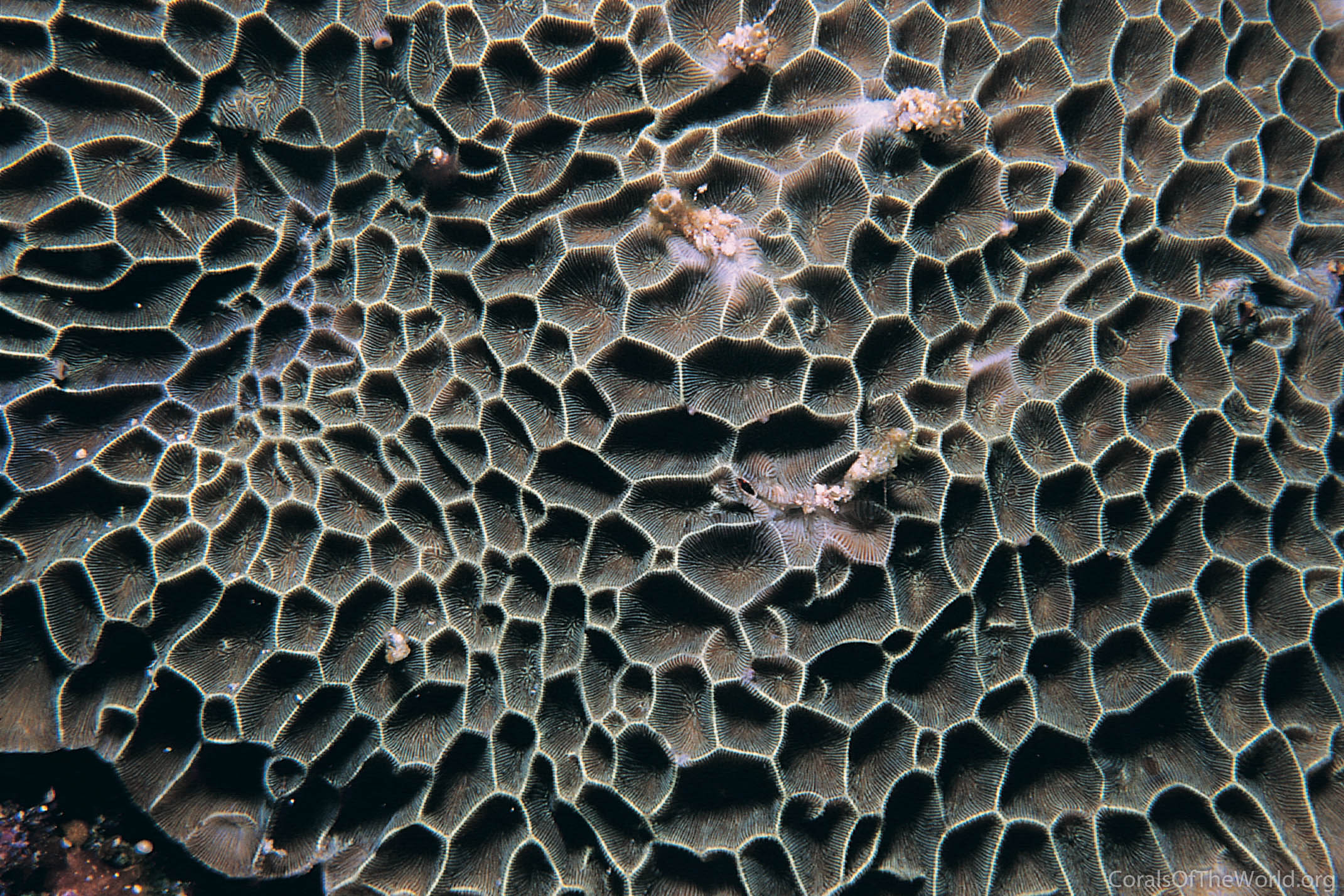 <p>Cerioid coral characterized by thin fake walls, fine septa, shallow corallites, and cave-like structures.</p>