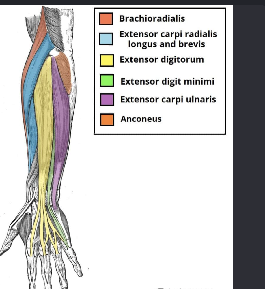 <p>Actions- finger extension, wrist extension</p><p>Functional Groups-</p><ul><li><p>Synergists- extensor carpi radialis, extensor carpi ulnaris</p></li><li><p>Antagonists- flexor digitorum superficialis, flexor digitorum profundus</p></li></ul><p></p>