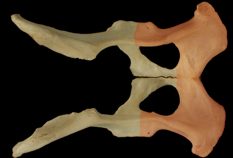 <p>Ischium</p>