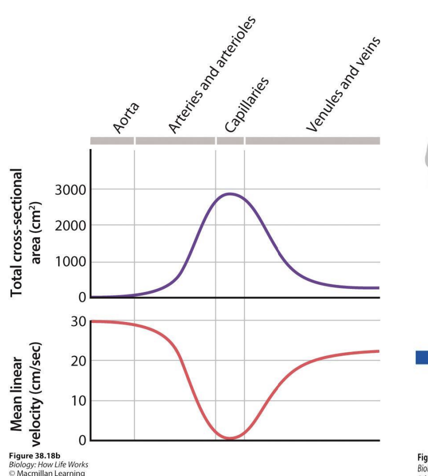 <ul><li><p><span style="background-color: inherit; line-height: 19.55px; color: windowtext;">Since capillaries are last branching part of arities and veins -> huge surface area</span><span style="line-height: 19.55px; color: windowtext;">&nbsp;</span></p><ul><li><p class="Paragraph SCXO95436768 BCX0" style="text-align: left;"><span style="background-color: inherit; line-height: 19.55px; color: windowtext;">Max in capillary and least in aorta and veins</span><span style="line-height: 19.55px; color: windowtext;">&nbsp;</span></p></li></ul></li></ul><p></p>
