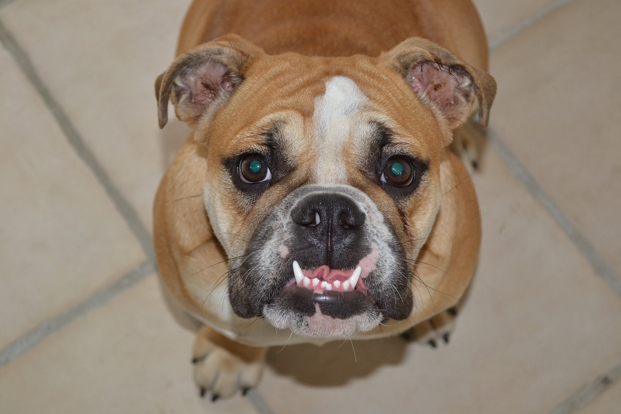 <p>What kind of bite does this dog have? (Think teeth)</p>