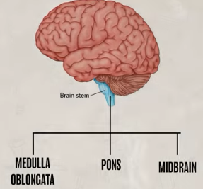 <p>medulla oblongata, pawns, midbrain<br>connects the brain to spinal cord which transmits messages between brain and body</p>