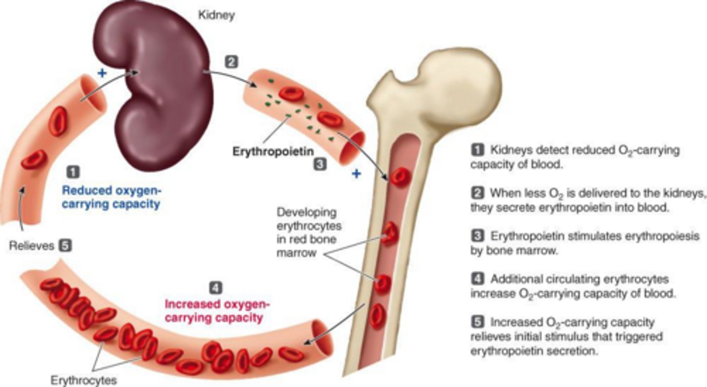 <p>Hormone released by the kidneys during hypoxia to stimulate RBC production.</p>