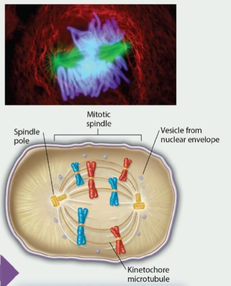 <p>The nuclear envelope completely fragments and the mitotic spindle is fully formed during this phase. Centrosomes move apart and demarcate the two poles. Spindle fibers interact with sister chromatids. Two kinetochores on each pair of sister chromatids are attached to kinetochore microtubules from opposite poles.</p>