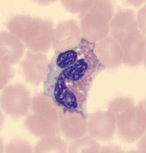 term image