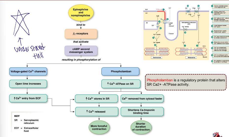 <p>are regulatory protein that increases the Calcium ATPase on SR</p>