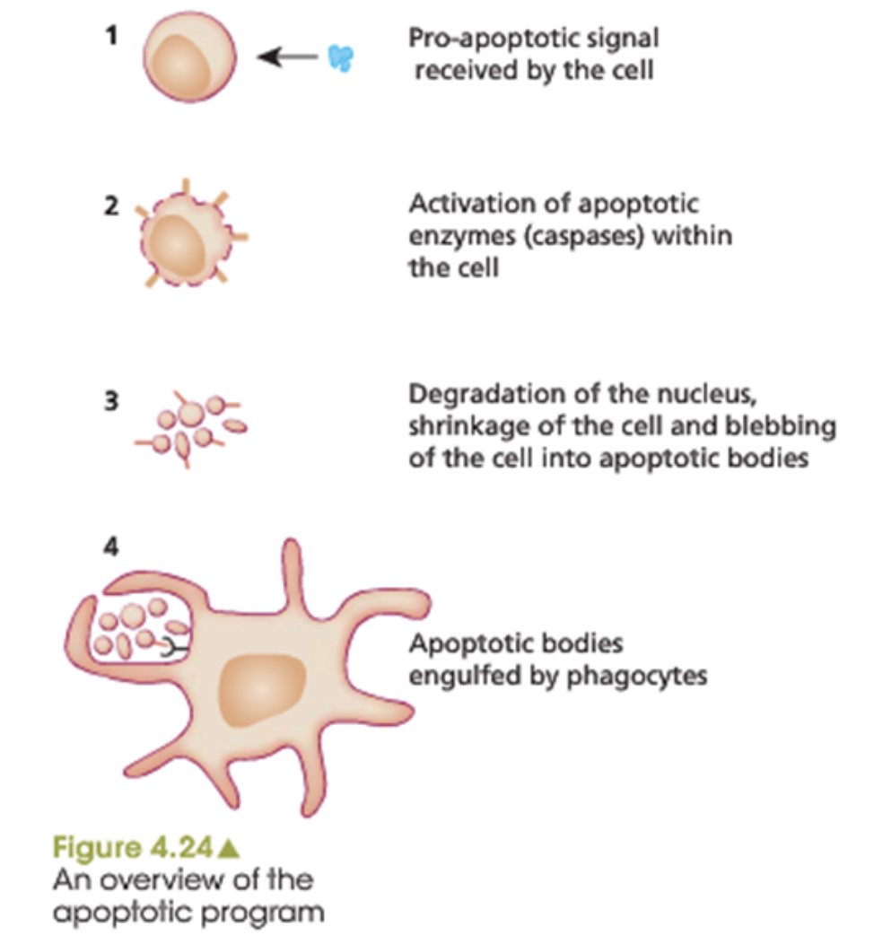 <ol><li><p>pre-apoptotic signal received by the cell </p></li><li><p>activation of apoptotic enzymes (caspases) within the cell </p></li><li><p>degradation of the nucleus, shrinkage of the cell, blebbing of the cell into apoptotic bodies </p></li><li><p>apoptotic bodies engulfed by phagocytes </p></li></ol><p></p>