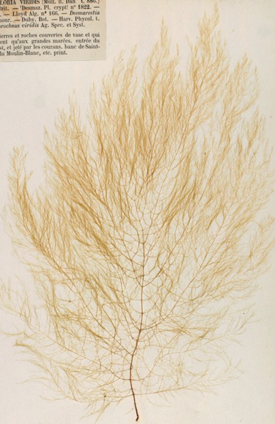 term image