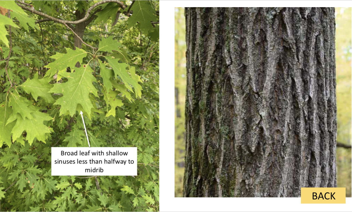 <p>What tree is this?</p>