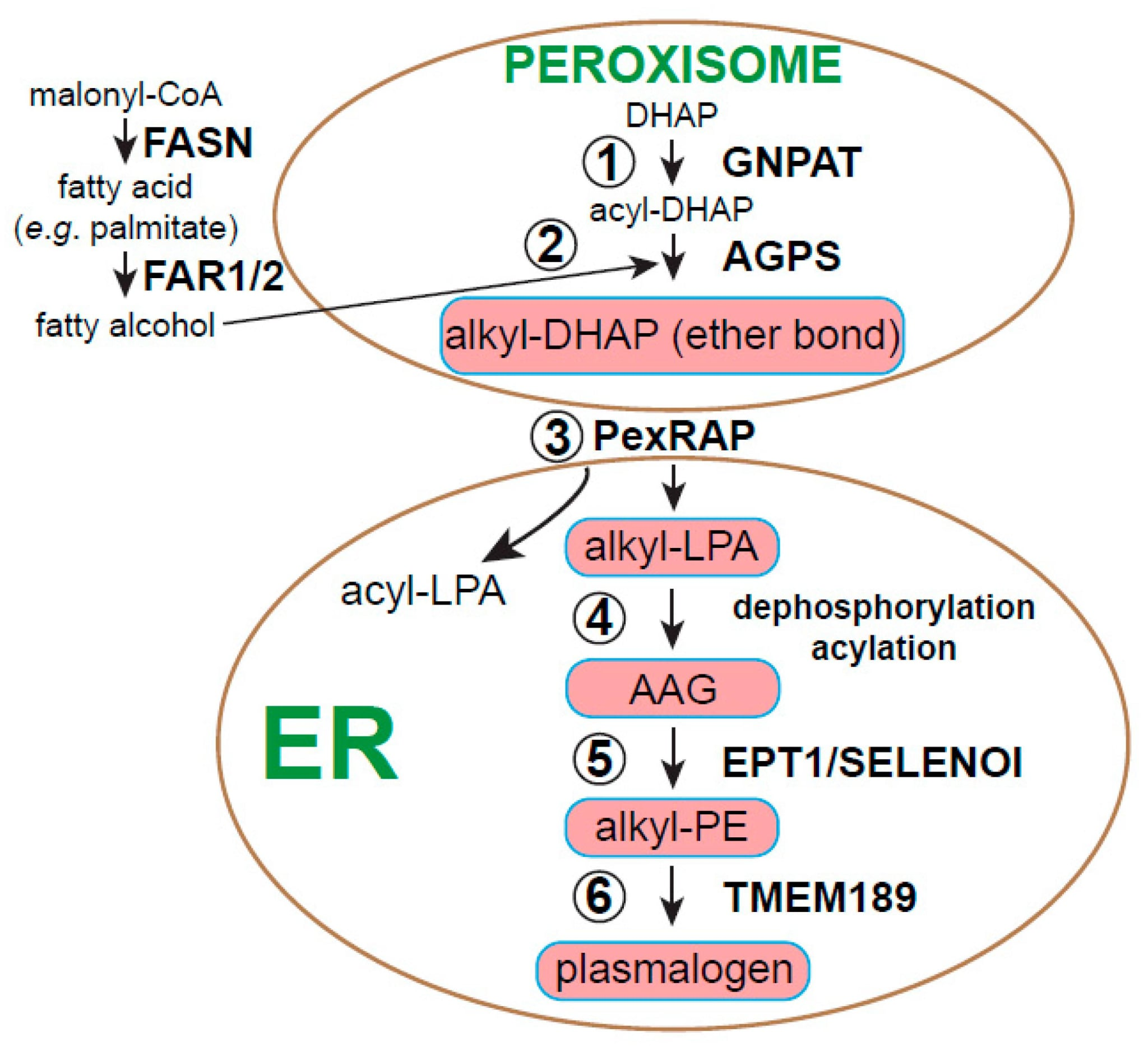 <p>C. Peroxisome</p><p><span style="background-color: transparent;"><strong>Vị trí tổng hợp plasmanogen</strong>: <strong>peroxisome</strong> và <strong>lưới nội chất trơn</strong> (GNPAT, AGPS)</span></p>