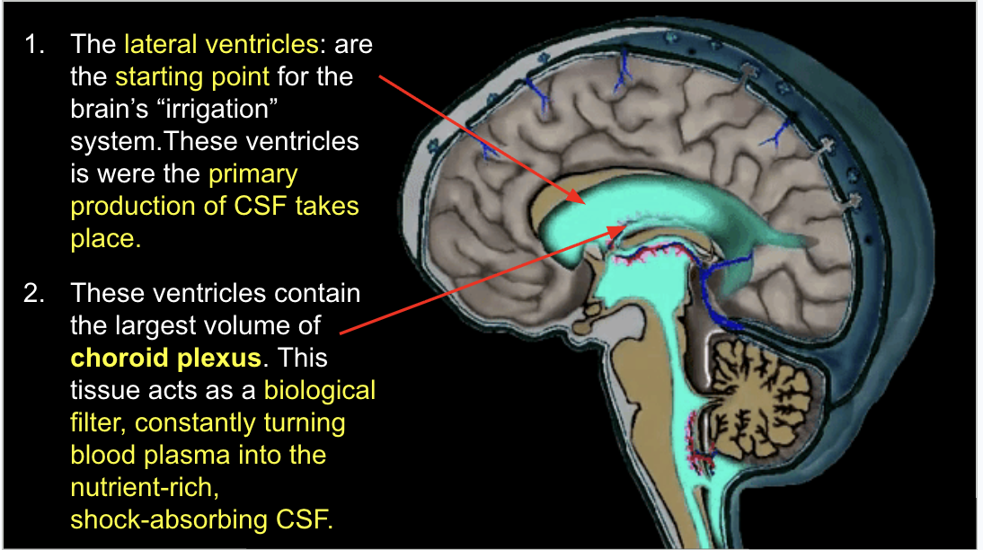 <p><span style="background-color: transparent;">are the starting point for the brain’s “irrigation” system.These ventricles is were the primary production of CSF takes place.</span></p>