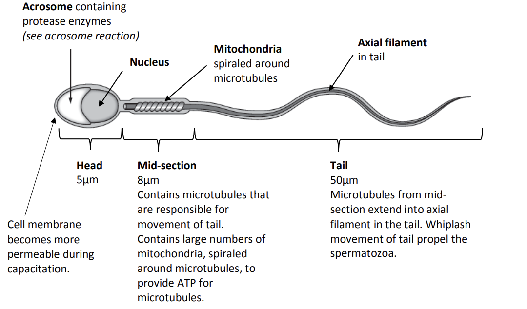 <p>structure of sperm cell</p>