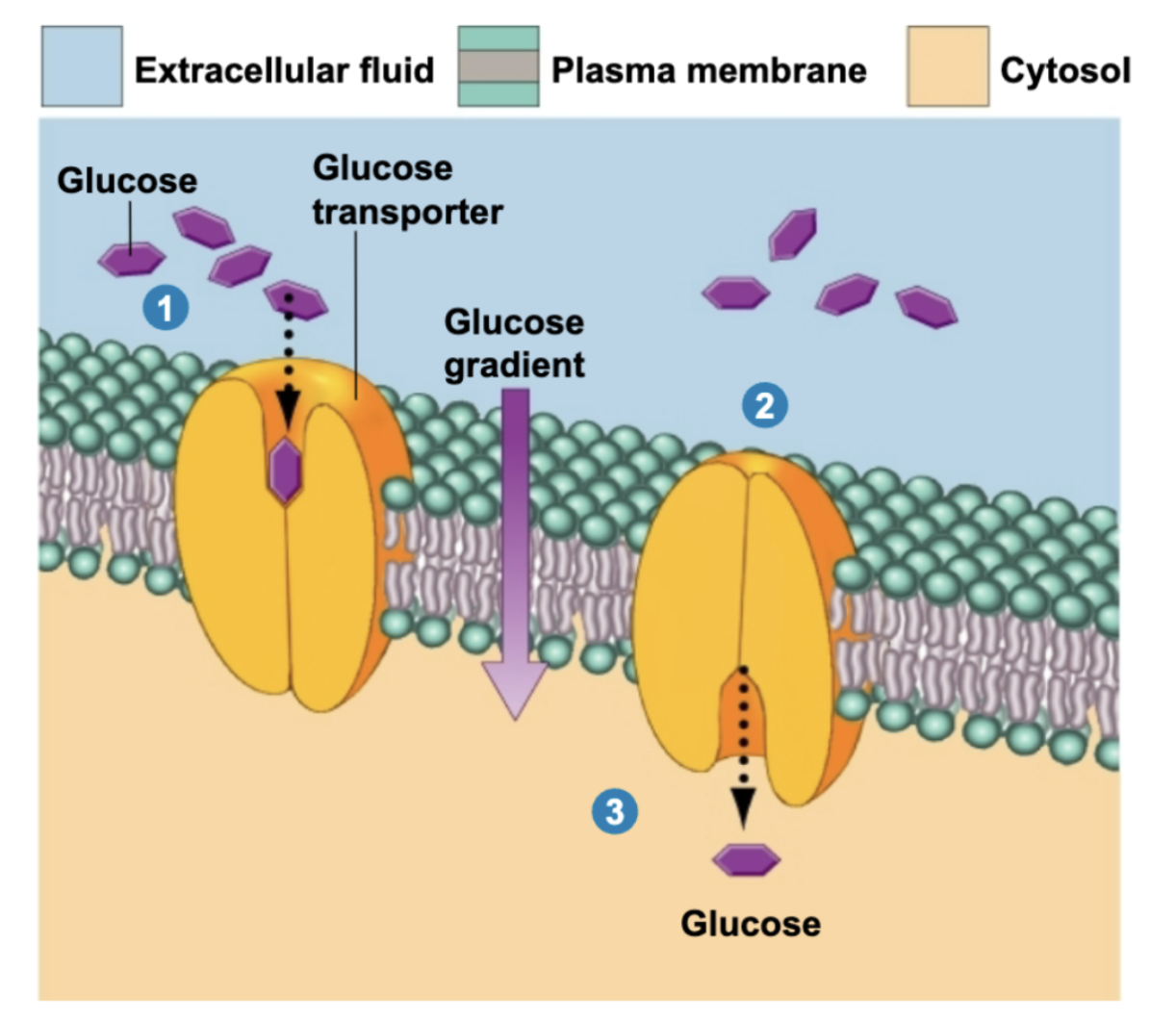 <p>membrane carrier changes its shape</p><p>transport of larger, polar, charged molecules (glucose, amino acids, vitamins)</p><p>process</p><ul><li><p>molecule binds to specific transporter</p></li><li><p>transporter undergoes a conformational change </p></li><li><p>molecule released on other side of membrane </p></li></ul><p>passive, down concentration gradient </p>