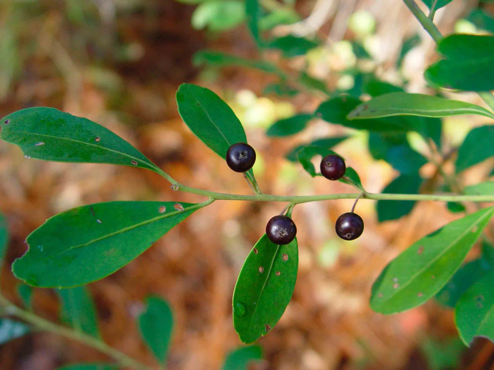 <p>•</p><p>Clonal</p><p>•</p><p>Key Characters:</p><p>•</p><p>Yellowish-green, evergreen leaves</p><p>•</p><p>Black fruits</p><p>•</p><p>Crenate-serrate margins on distal end of leaves</p>