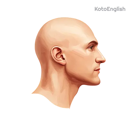 <p>head </p>