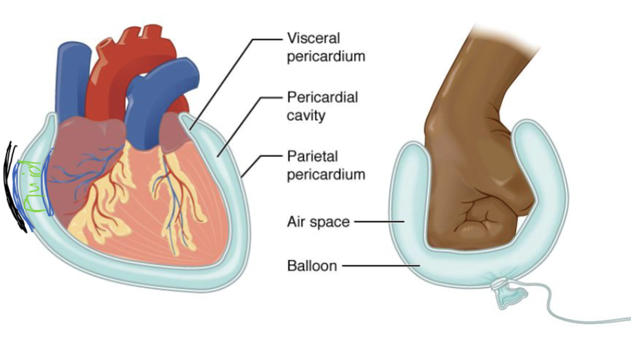<p><span>Compare and contrast serous and fibrous membranes</span></p>