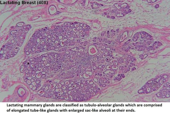 <p>mammary gland</p>
