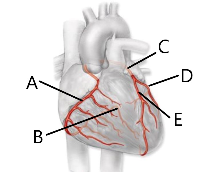 <p>Match the coronary artery with the indicator letter in the diagram</p>