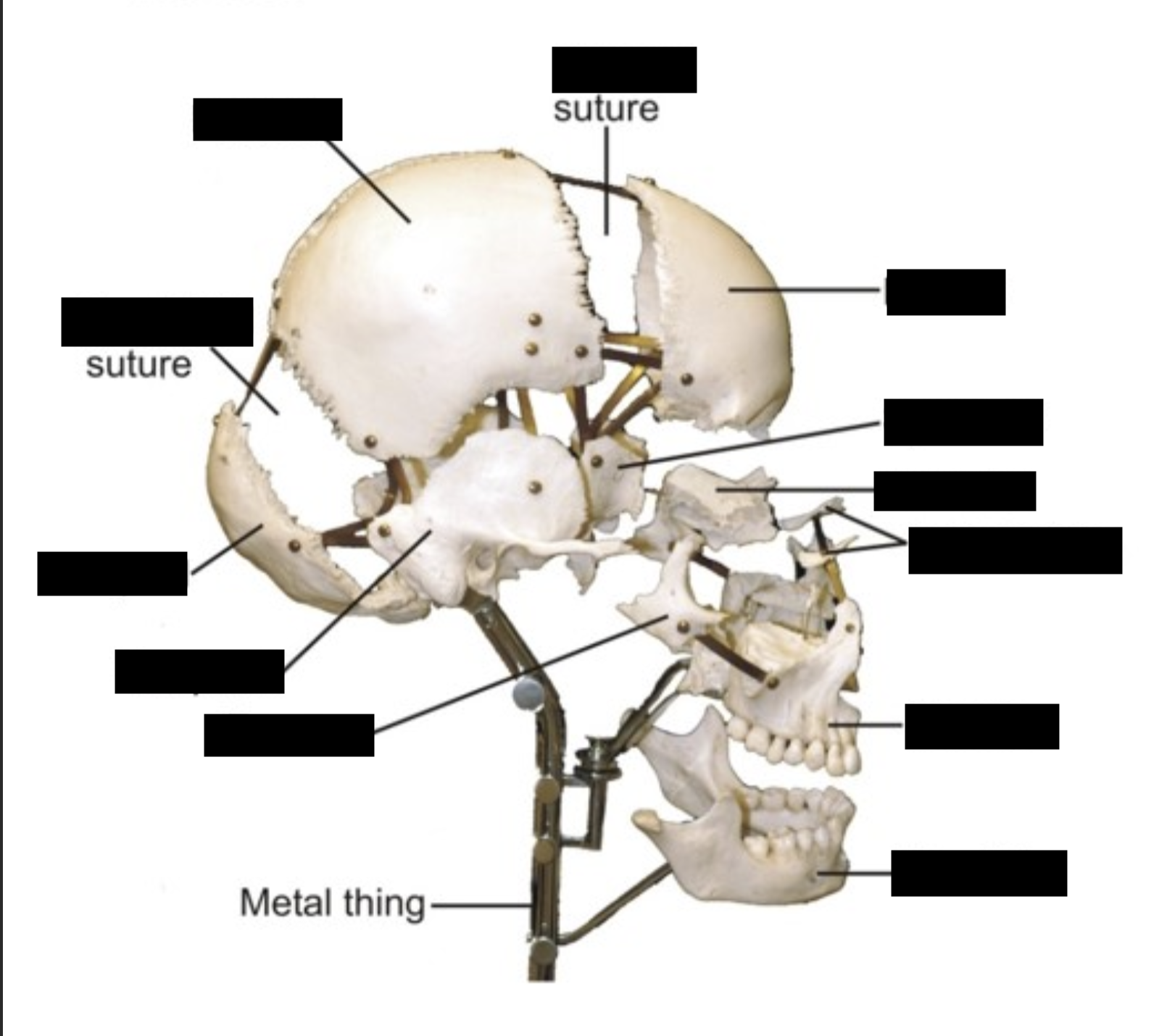 term image